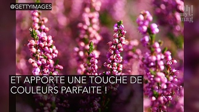 Balcon : quelles plantes choisir pour le décorer ?