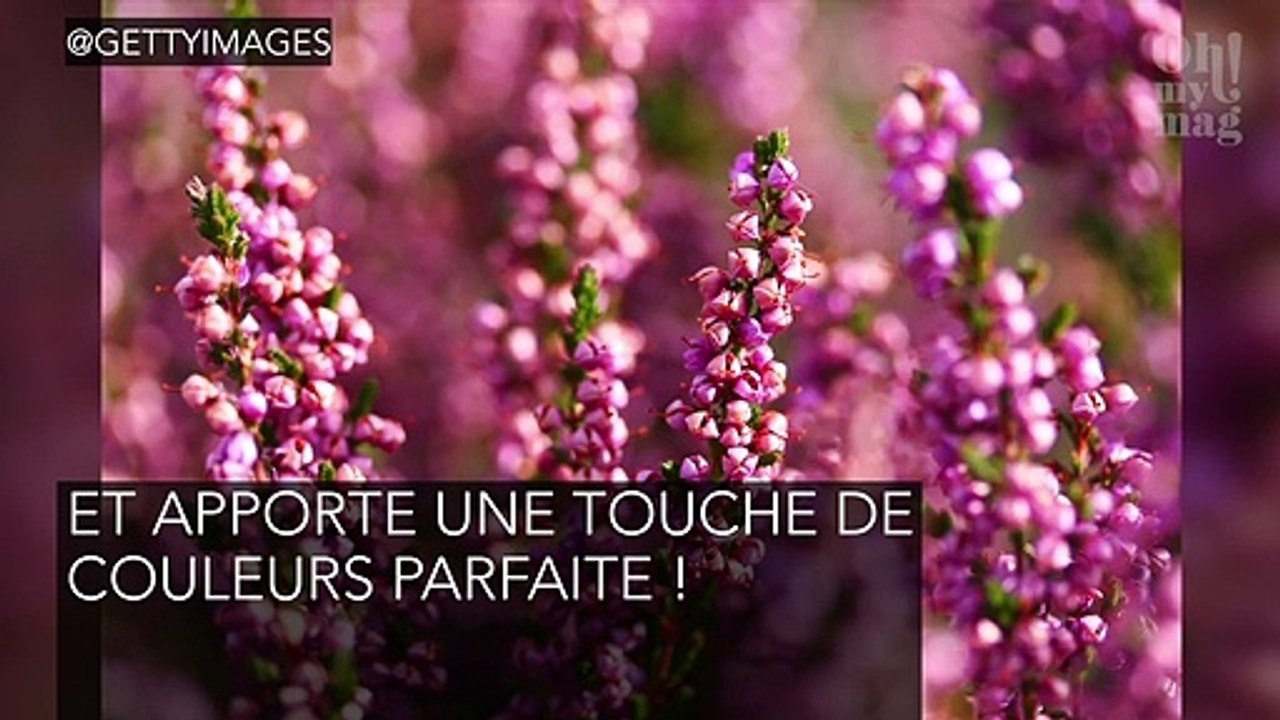 Balcon : quelles plantes choisir pour le décorer ?