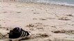 Insolite : depuis 12 ans, des pieds humains sont régulièrement trouvés sur cette plage