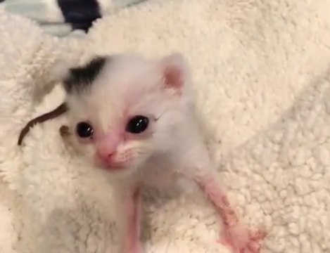 Vidéo : elle trouve ce chaton brûlé par le soleil et fait tout pour le sauver