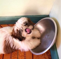 Ce chien dort dans la position la plus mignonne du monde