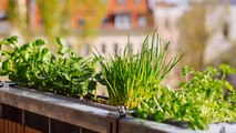 Jardinage : quelles plantes choisir pour un potager sur un balcon ?