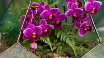 Comment fabriquer un terrarium pour orchidée ?