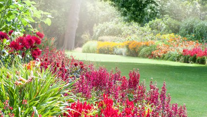 Jardin : quand et comment bien arroser ses plantes ? (Vidéo)