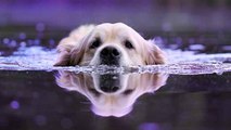 Faites attention si votre chien va se rafraichir dans un étang !