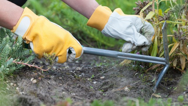 Mauvaises herbes : leurs bienfaits étonnants (Vidéo)