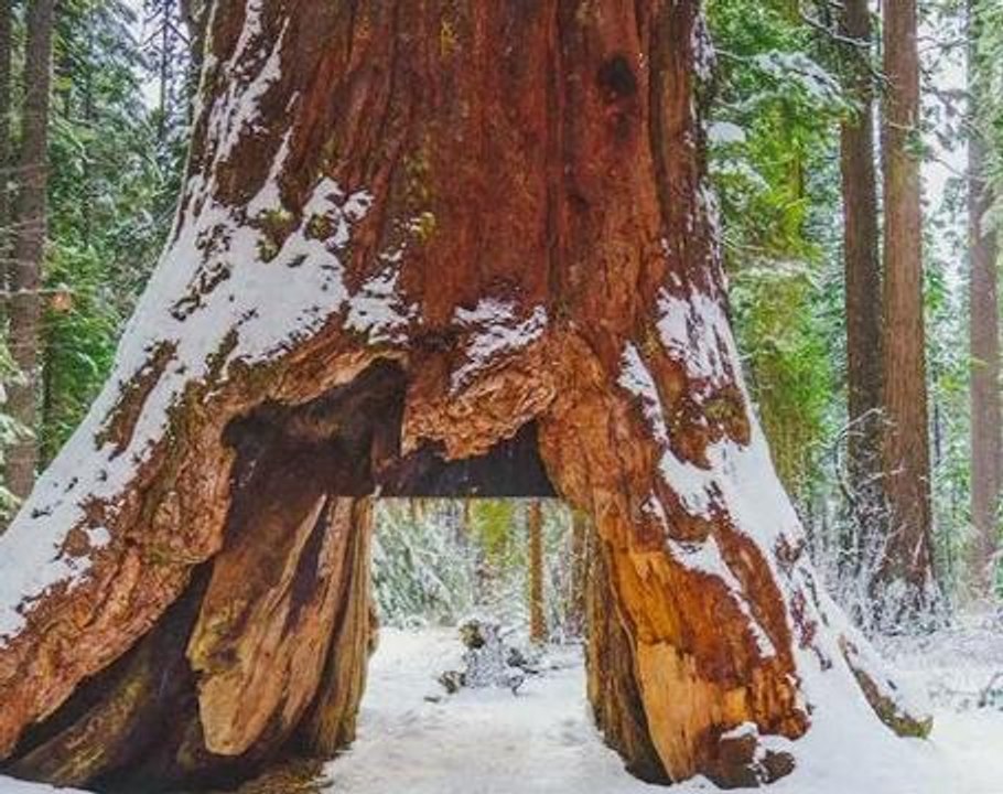 California rain storm fells historic sequoia tree with tunnel