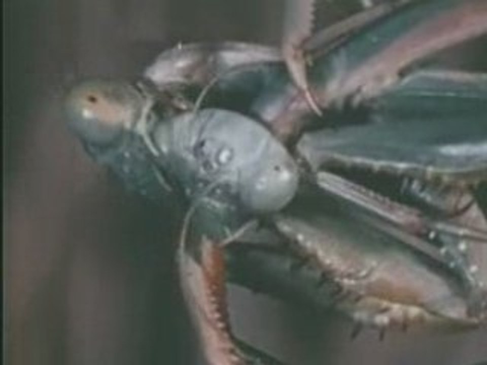 Animal Sex - Dominant Females