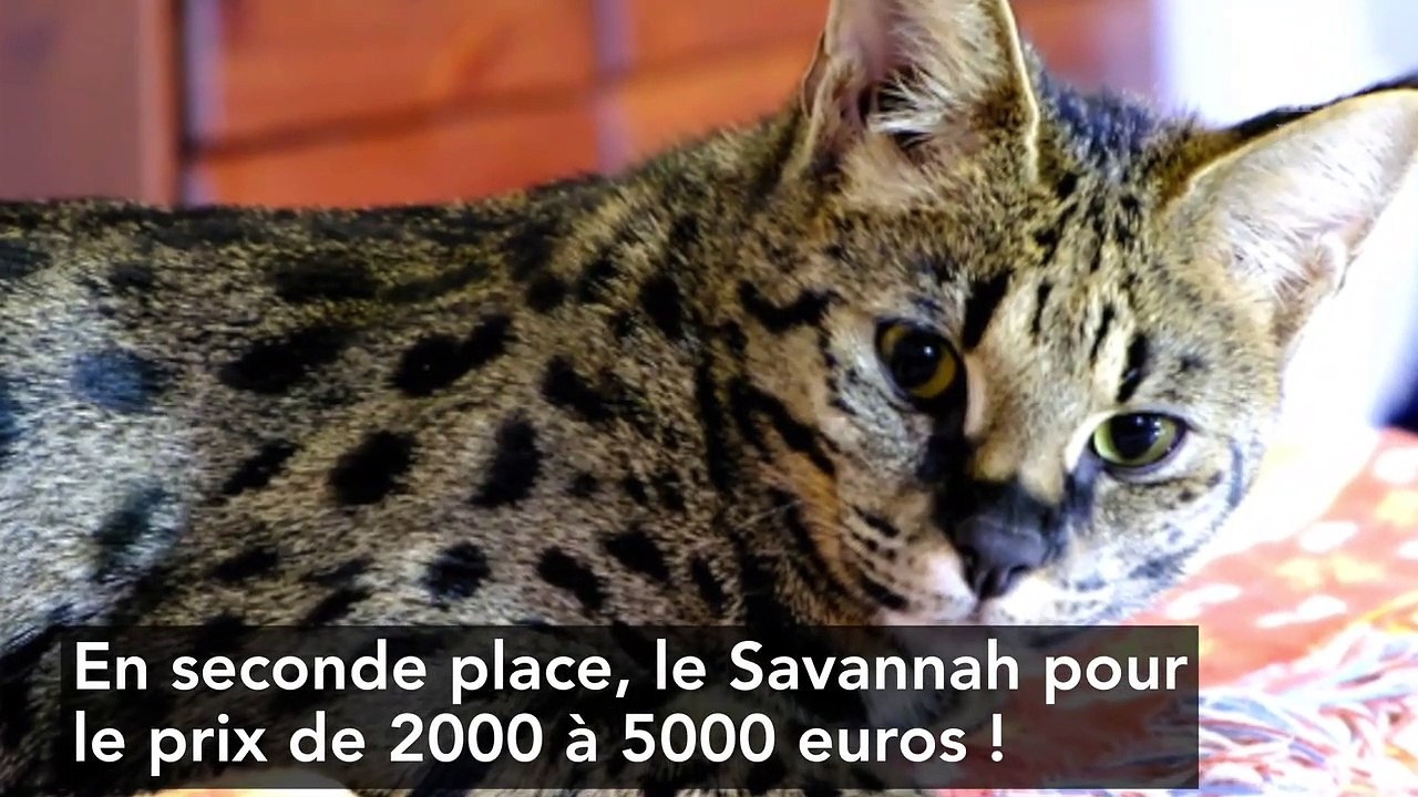 Chats : Top 5 des races les plus chères au mond...