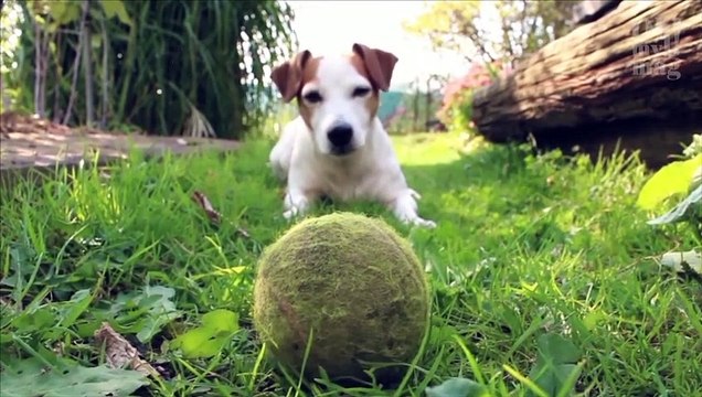 5 jouets dangereux pour votre chien