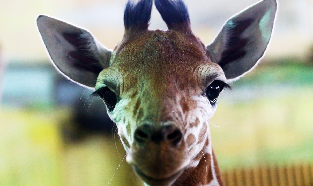 Environnement : les girafes sont désormais menacées “d’extinction silencieuse”