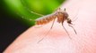 Les moustiques dangereux pour la santé ? On vous explique comment s'en débarrasser !