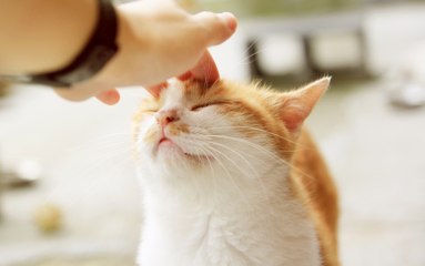 Que signifient les câlins de vos chats en fonction de la partie du corps où ils se frottent ?