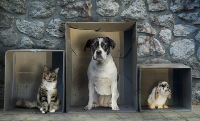 Animaux : l'appel au secours du directeur de la SPA pour sauver les animaux