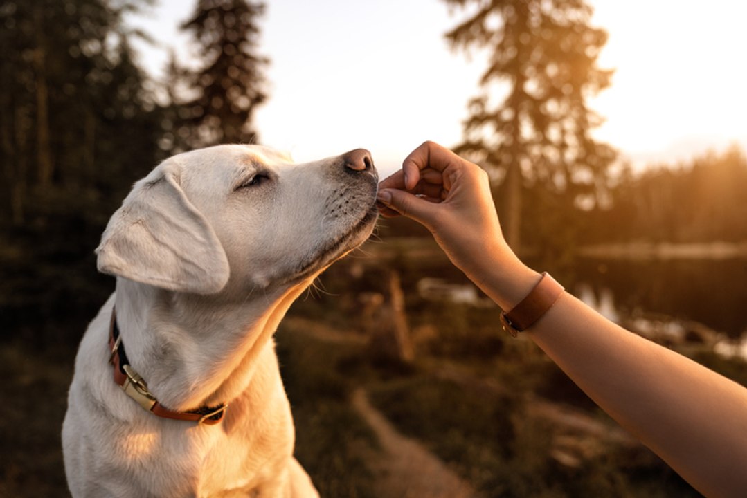 chiens : 5 aliments dangereux pour eux