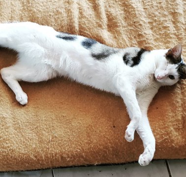 Ce chat a 4 oreilles et 1 seul oeil, mais il nous fait craquer