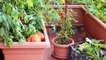 Balcon : ces plantes faciles à cultiver ! (VIDÉO)