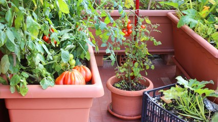Balcon : ces plantes faciles à cultiver ! (VIDÉO)
