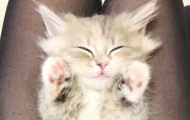 Vidéo : Ce petit bébé Munchkin adore dormir sur le dos