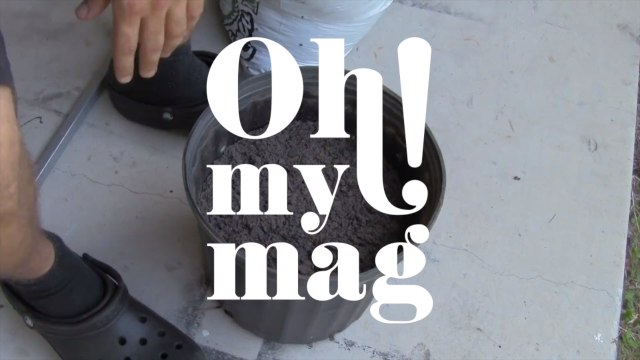 On plante des tranches de tomates dans du terreau, 10 jours plus tard, le résultat est surprenant