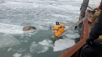 Firefighters rescue dog floating on an ice chunk in the Detroit River
