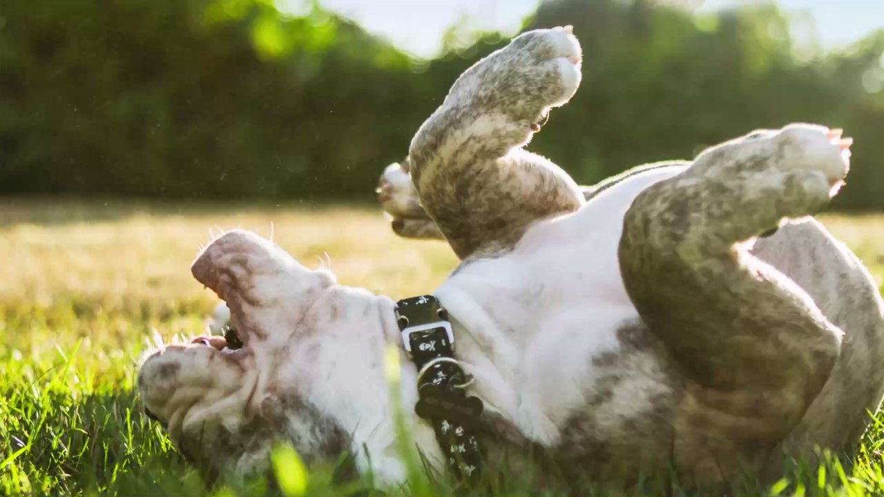 Chiens : les 10 prénoms les plus donnés en 2019