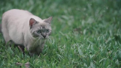 Chat non identifié : vous risquez une grosse amende !