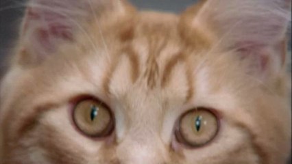 Maine Coon : 5 choses à faire pour prendre soin de lui