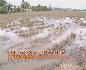 AWANI 7:45 malam ini: Peladang tanggung kerugian dan 300 tan minyak tumpah