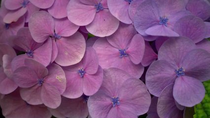 Comment tailler des hortensias ?