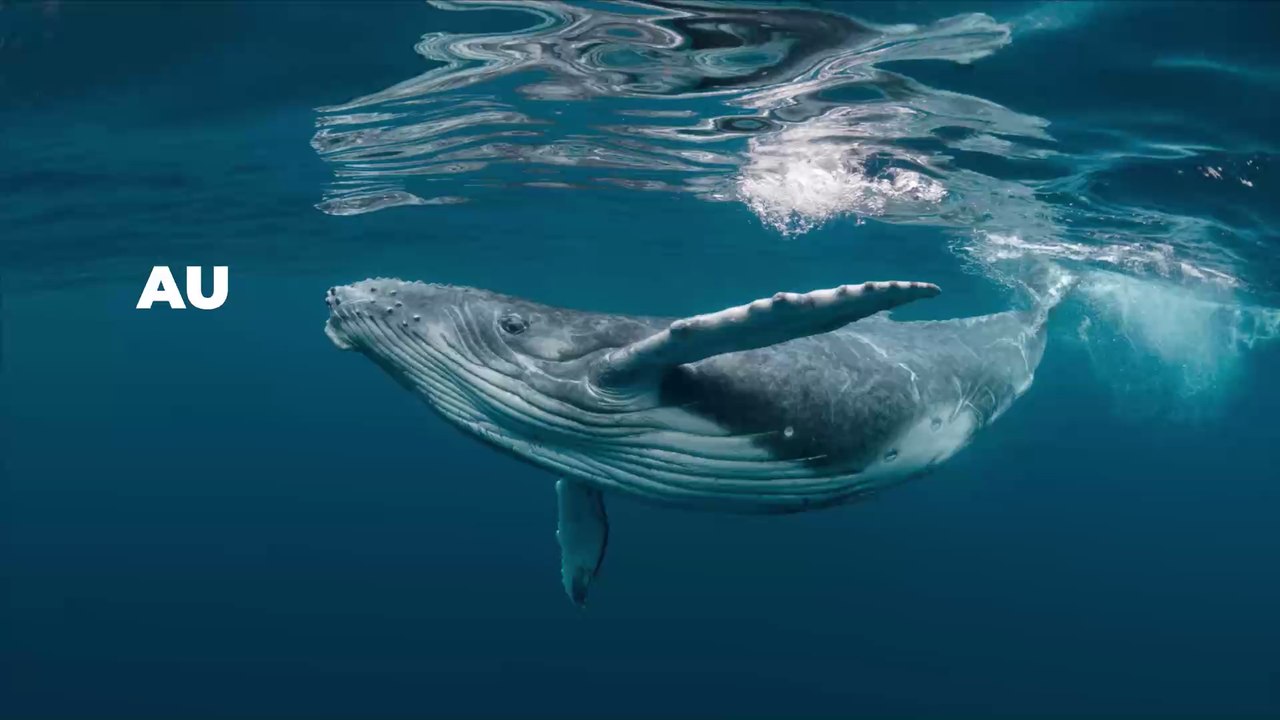 Incroyable : Des baleines géantes nagent au large de Marseille (vidéo)