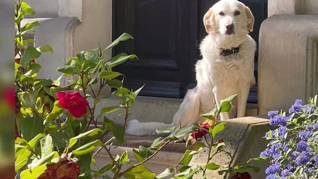 Instagram : Jean-Luc Reichmann incite les internautes à adopter des animaux de compagnie (PHOTO)