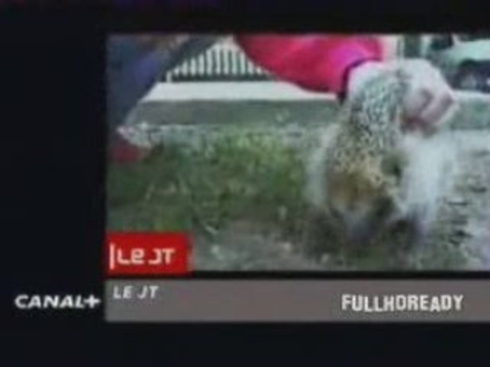 Hérisson piégé par Babylone !