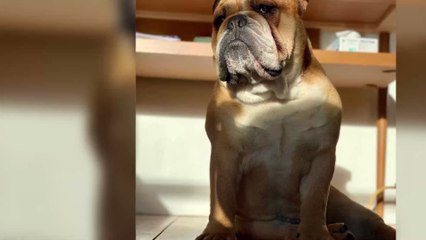 Florence Foresti dévoile un sketch hilarant avec son chien sur Instagram  (VIDÉO)