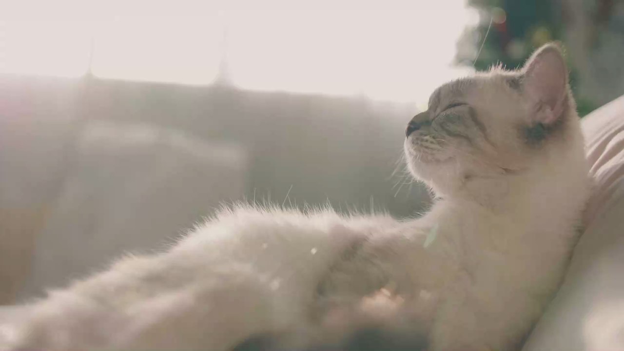 30 idées de prénoms pour vos animaux