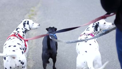 Des animaux désinfectés à l'eau de javel : les vétérinaires sont sous le choc