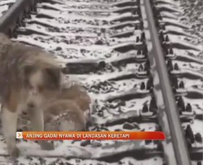 Anjing bergadai nyawa di landasan keretapi