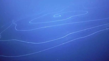 Australie : une nouvelle créature de 45,7 m de long découverte