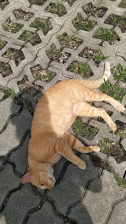 Cat I Met