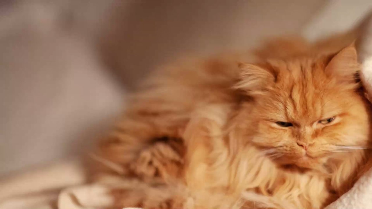 Chats : 5 races magnifiques à poils longs