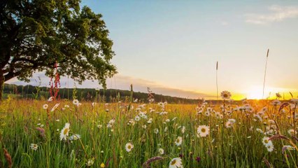 Météo été 2020 : Météo France donne ses prévisions pour cet été