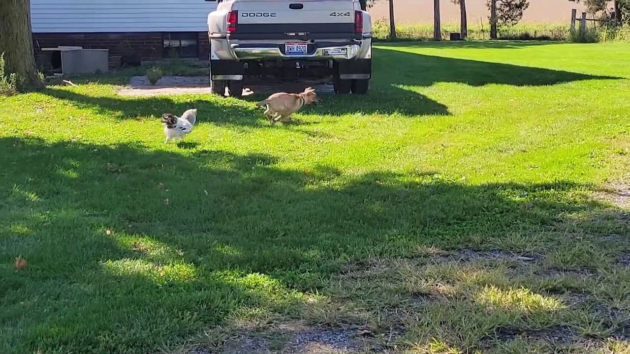 funny cats video