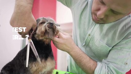 Adoption : Bientôt un certificat obligatoire pour tous les propriétaires d'animaux ?