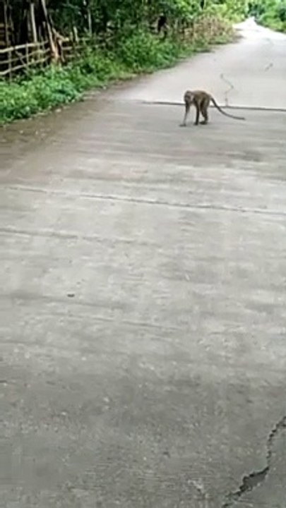 Naik motor Dijalan di hadang kera sakti