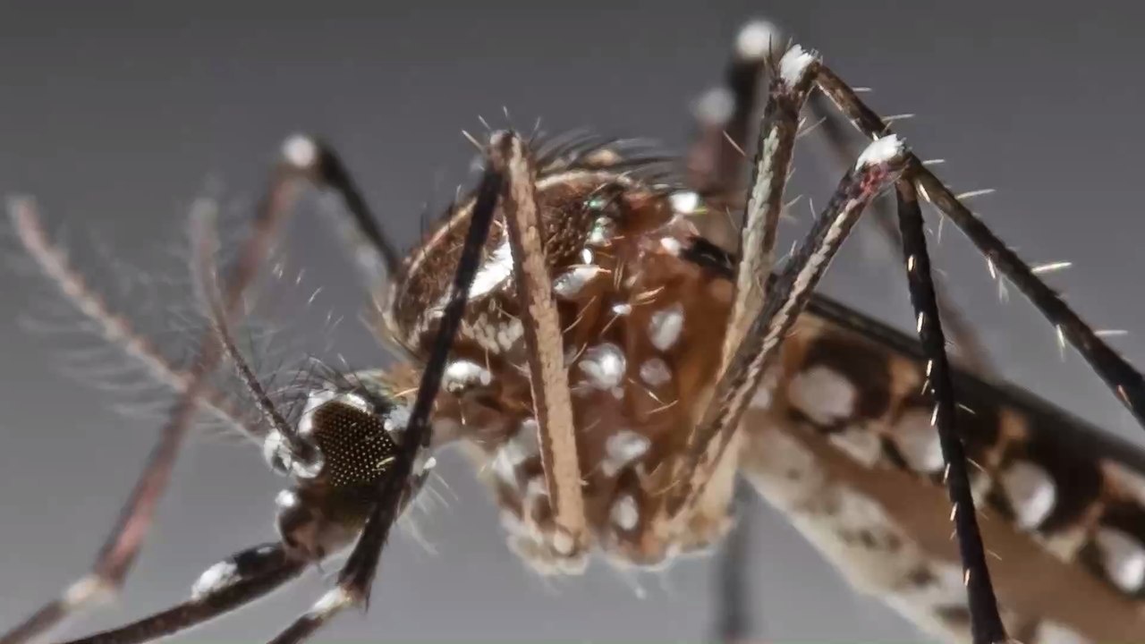 Les produits les plus efficaces pour éloigner les moustiques rapidement !