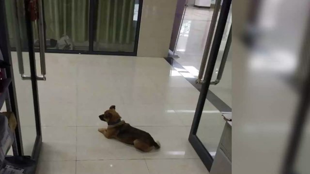 Ce chien attend son maître décédé du Covid-19 à l'hôpital pendant trois mois