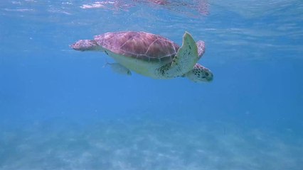 En Australie, des milliers de tortues de mer filmées par drone