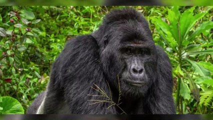 Braconnage : le gorille d'Ouganda, Rafiki a été abattu