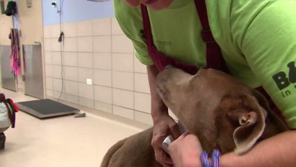 L’adoption d'animaux en refuge autorisée par le gouvernement