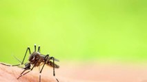Danger : comment éviter les piqûres du moustique tigre ?